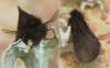 Epichnopterix sp.